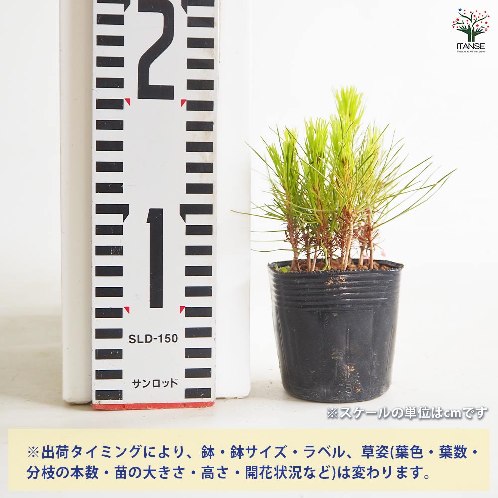 松 赤松実生林 【庭木 2.5号】｜ 【植物のITANSE】全品送料無料