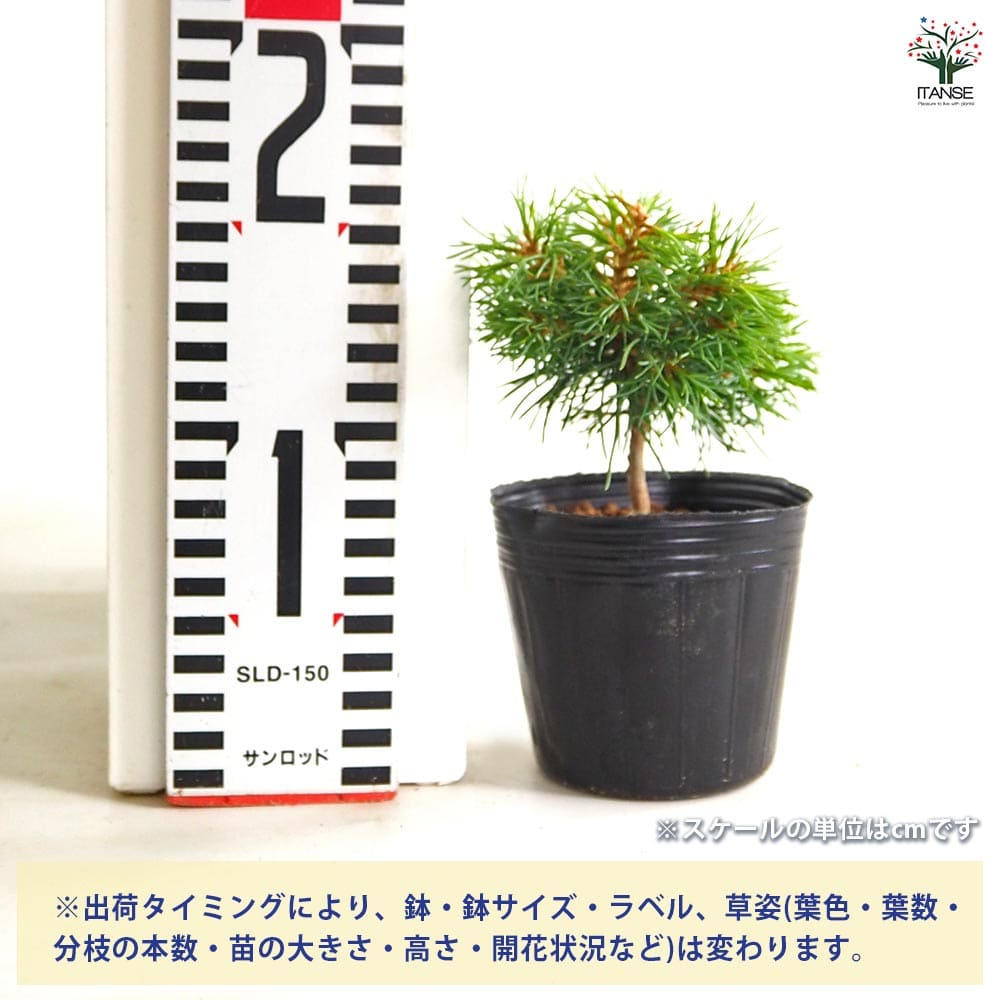 五葉松 吾妻五葉松 【庭木 2.5号】｜ 【植物のITANSE】全品送料