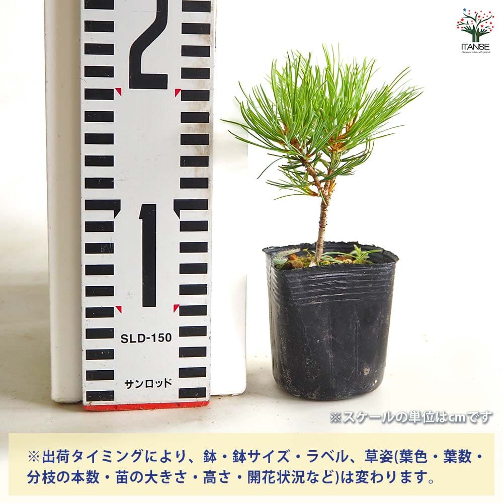 松 ハイ松 【庭木 2.5号】| 【植物のITANSE】全品送料無料・即出荷! 松 ハイ松 【庭木 2.5号】| 【植物のITANSE】全品送料無料・即出荷!