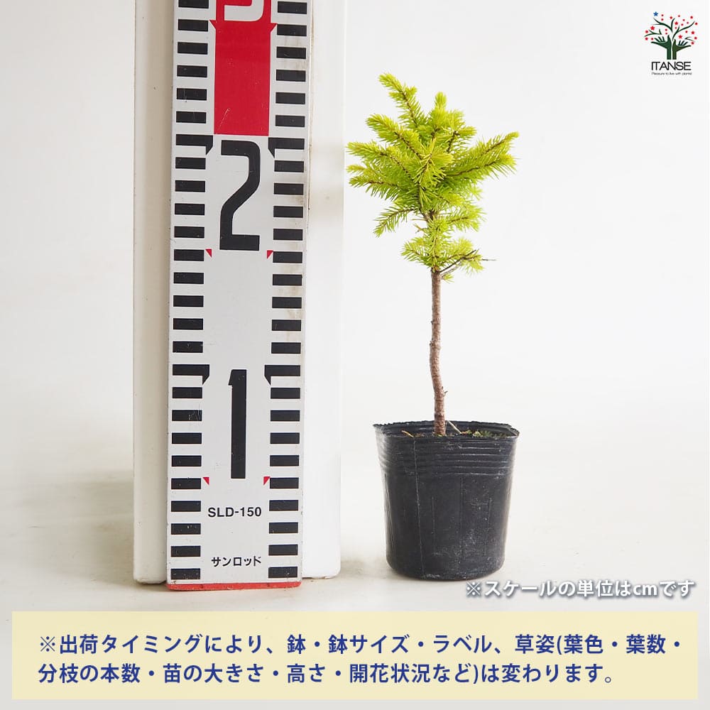 エゾ松 赤エゾ松 【庭木 2.5号】｜ 【植物のITANSE】全品送料