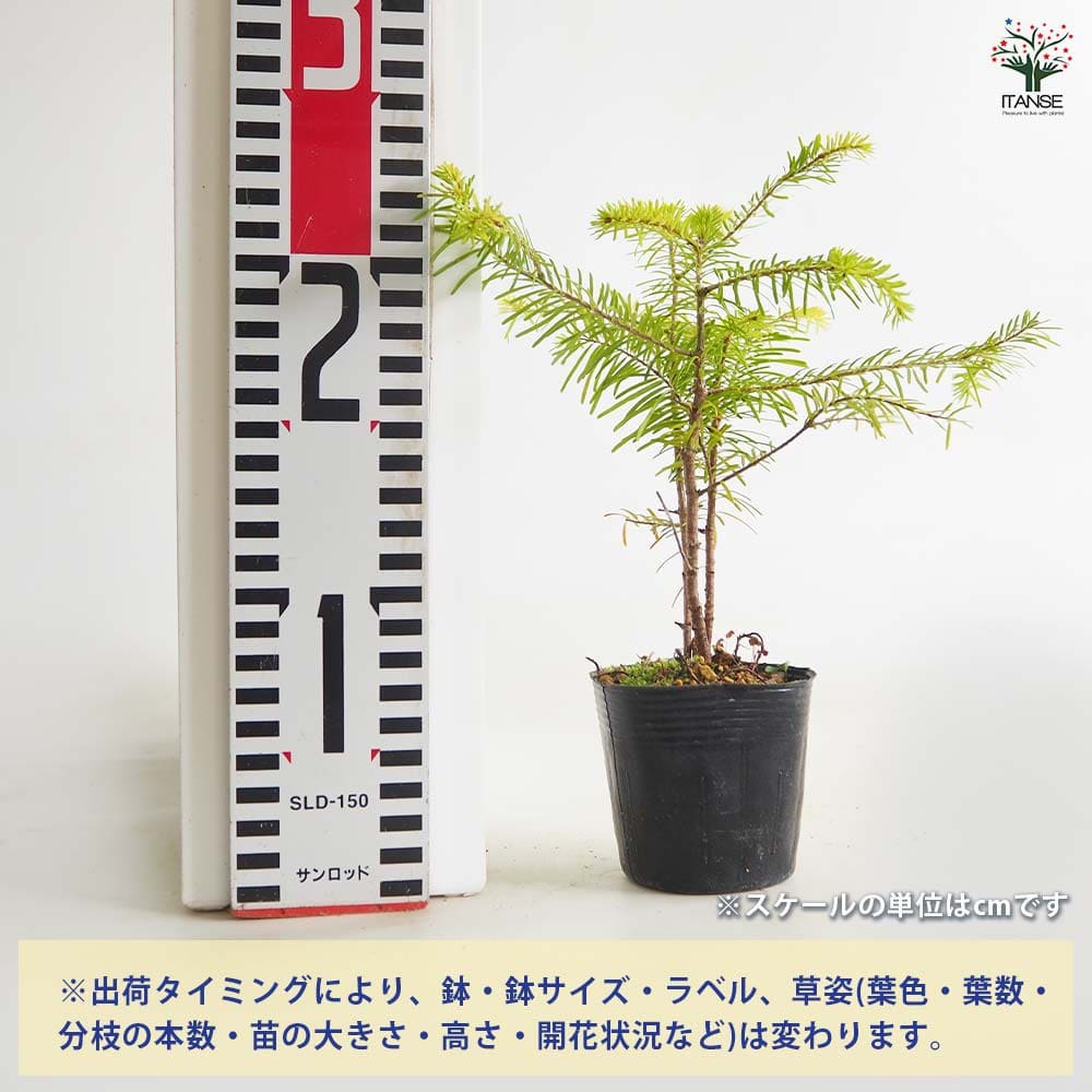 松 トド松 【庭木 2.5号】｜ 【植物のITANSE】全品送料無料・即出荷!
