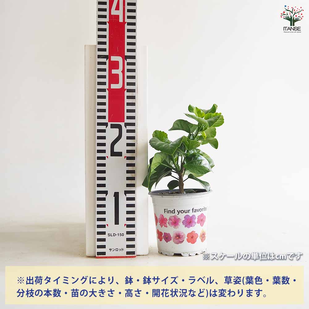 ハイビスカス 品種見計らい 【花苗 3号】｜ 【植物のITANSE