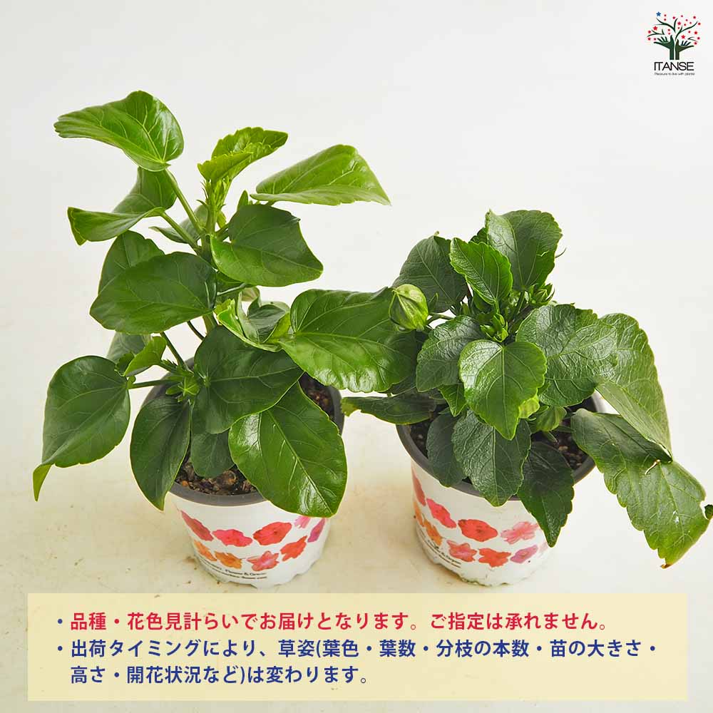 ゆずっこ様　極小ハイビスカスの３年苗 ハイビスカス 品種見計らい 【花苗 3号】｜ 【植物のITANSE