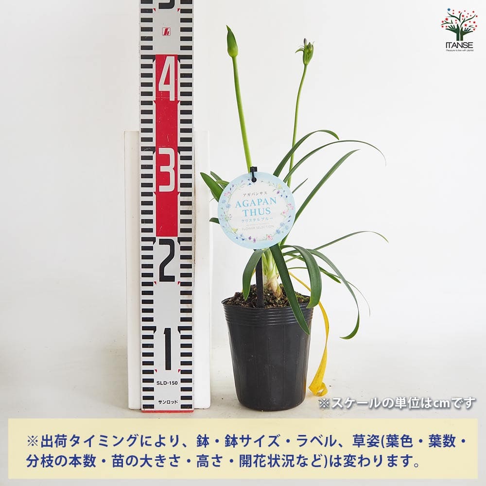 アガパンサス クリスタルブルー 【花苗 3.5号】｜ 【植物の