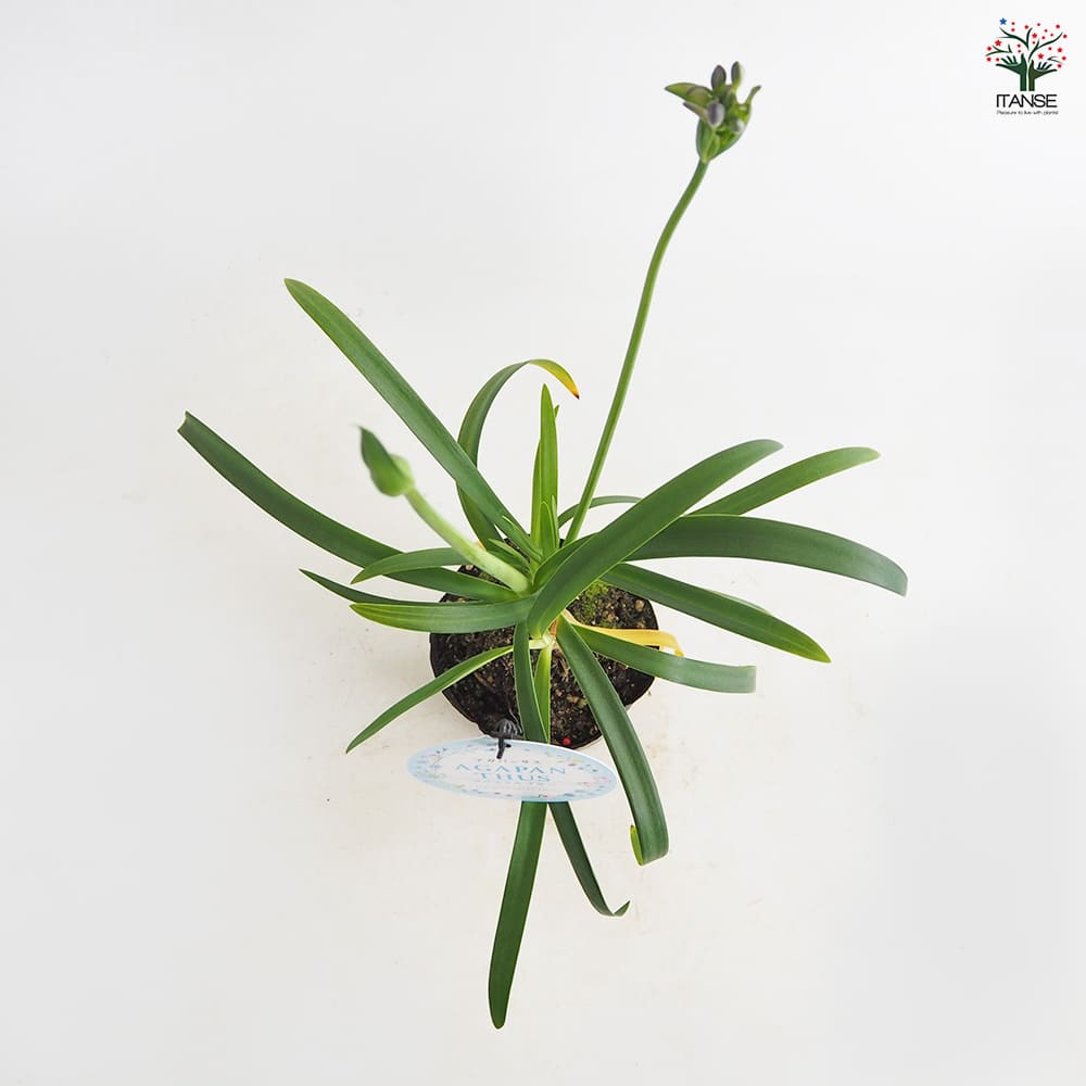 花田 アガパンサス クリスタルブルー 【花苗 3.5号】｜ 【植物の