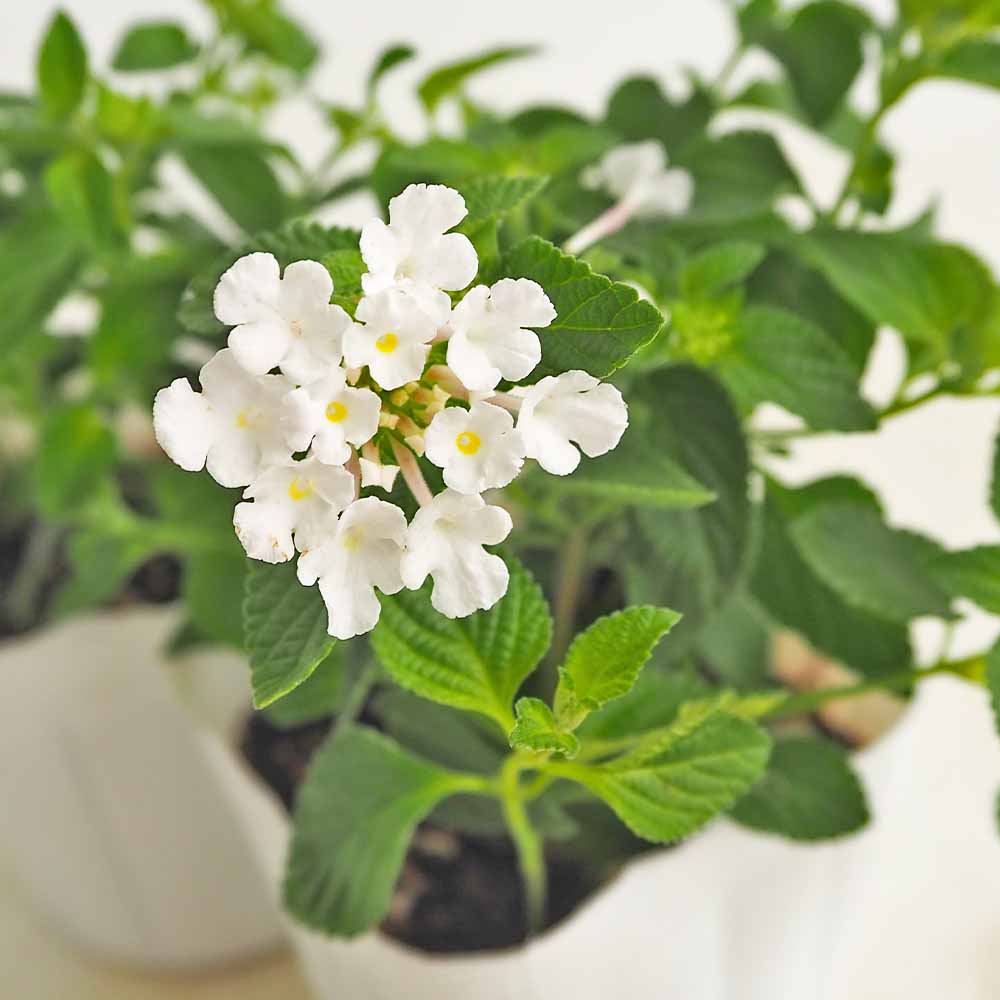 ランタナ コバノランタナ ホワイト 【花苗 3号】｜ 【植物の