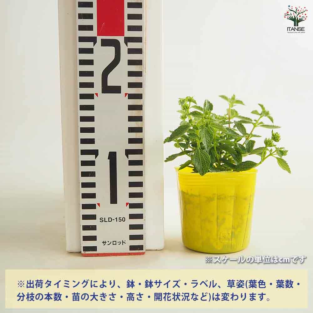 ランタナ コバノランタナ イエロー 【花苗 3号】｜ 【植物の