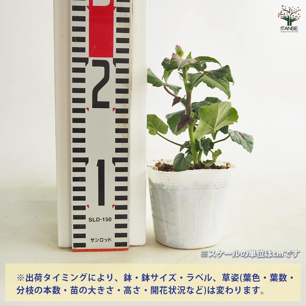 アノダ キャンディーカップ 【花苗 3.5号】｜ 【植物のITANSE