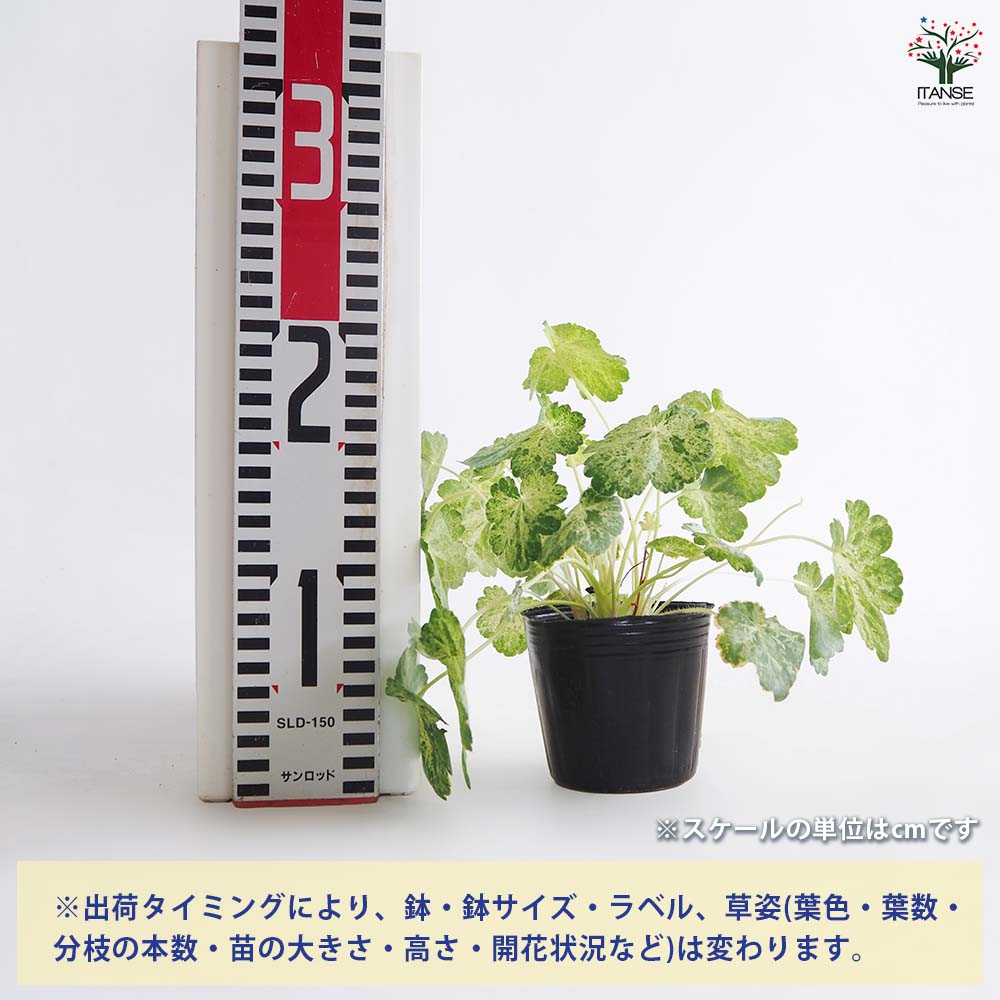 追加商品画像