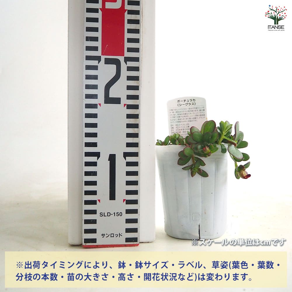ポーチュラカ シーグラス品種見計らい2個～ 【花苗 3号】｜ 【植物の