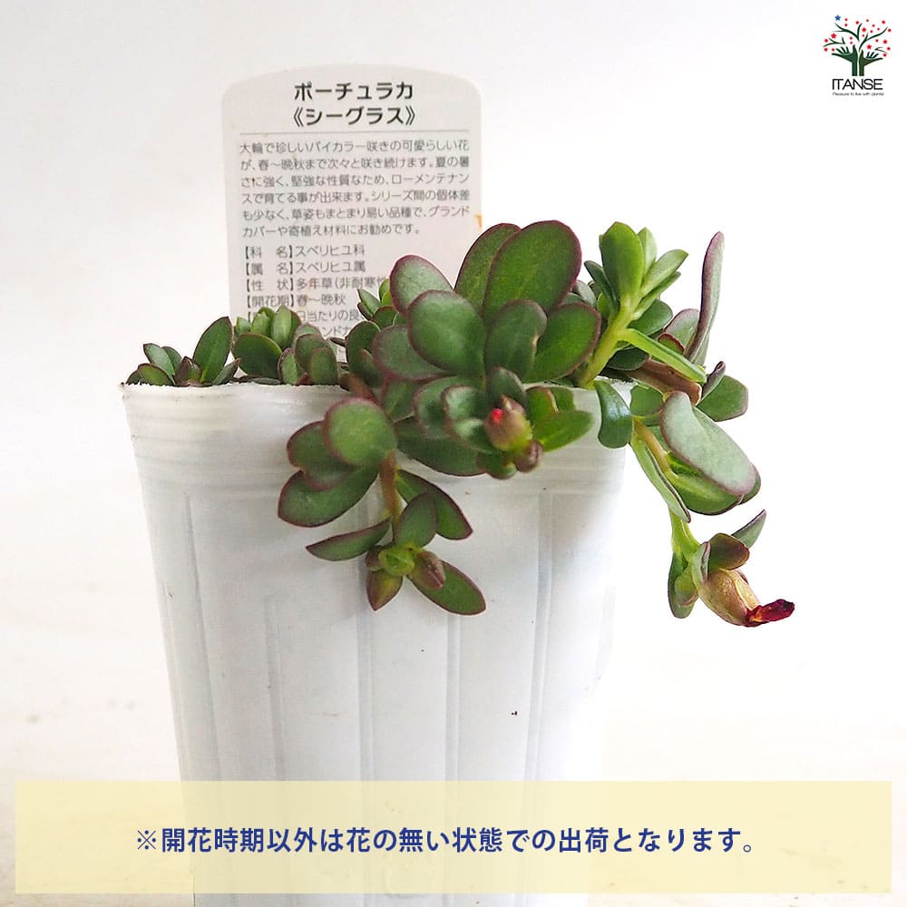 ポーチュラカ シーグラス品種見計らい2個～ 【花苗 3号】｜ 【植物の