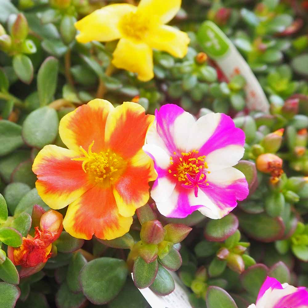 ポーチュラカ シーグラス品種見計らい2個～ 【花苗 3号】｜ 【植物の