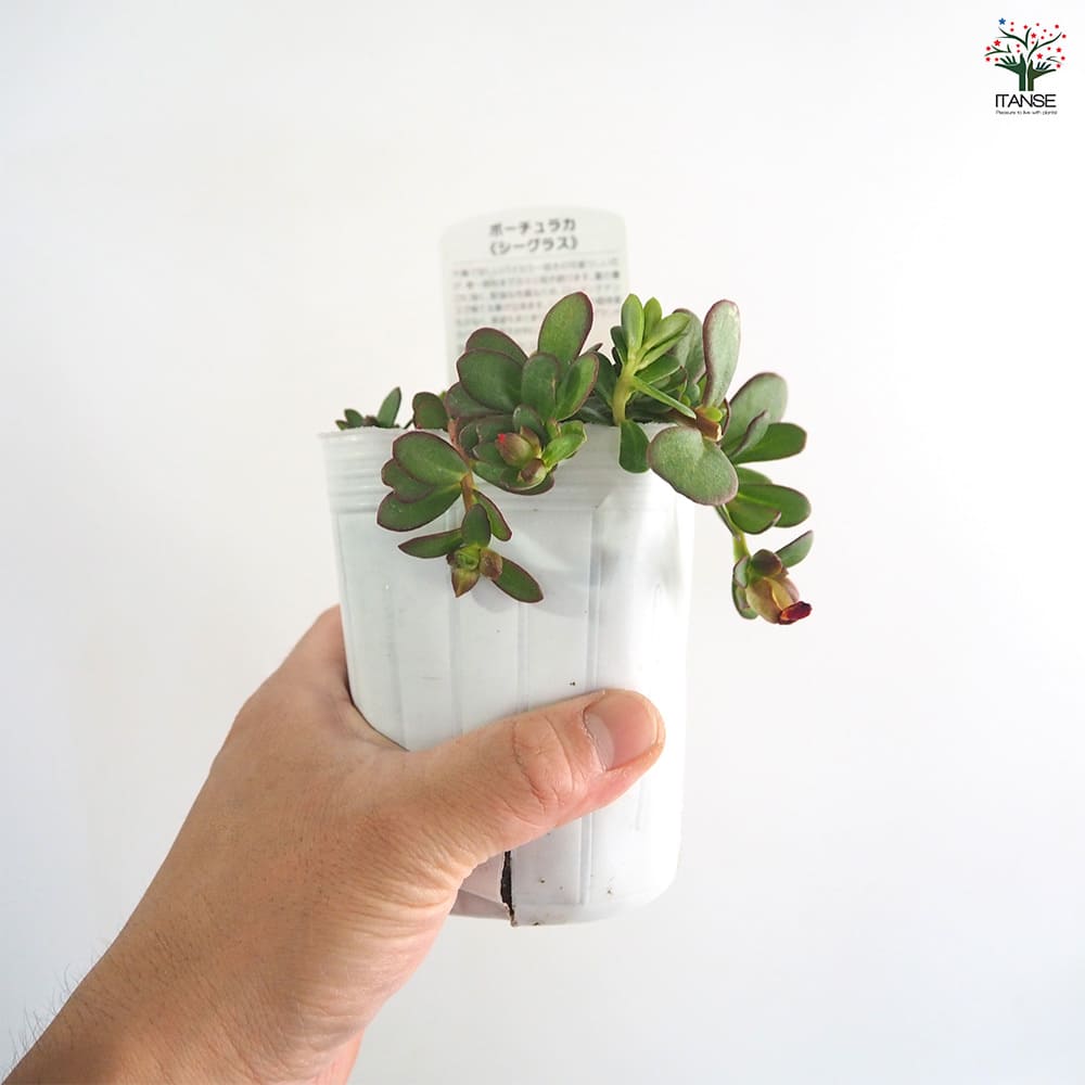 ポーチュラカ シーグラス品種見計らい2個～ 【花苗 3号】｜ 【植物の