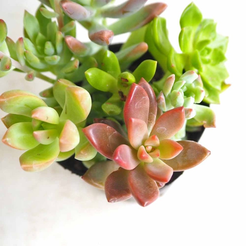 多肉寄せ植え｜【植物のITANSE】全品送料無料・即出荷!