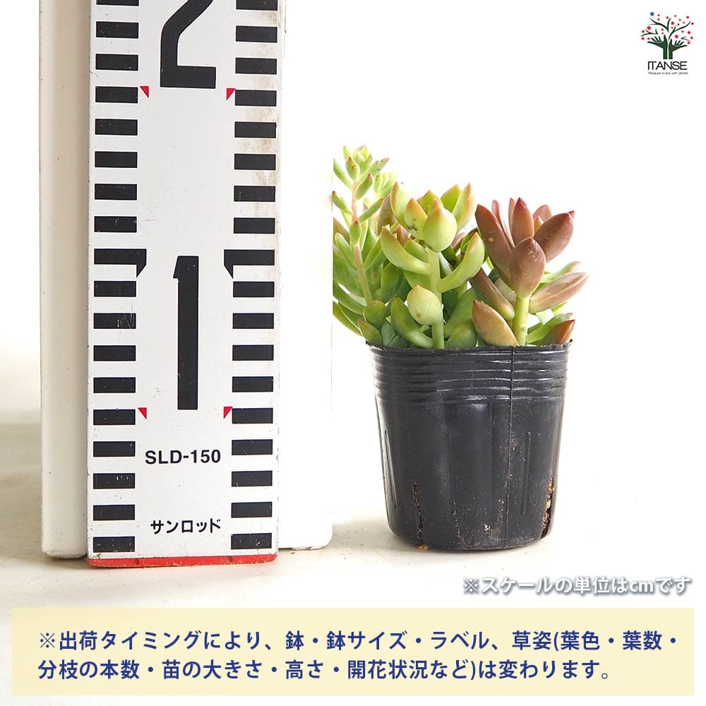 多肉植物 ミックス寄せ植え 【多肉植物 2.5号】｜ 【植物の