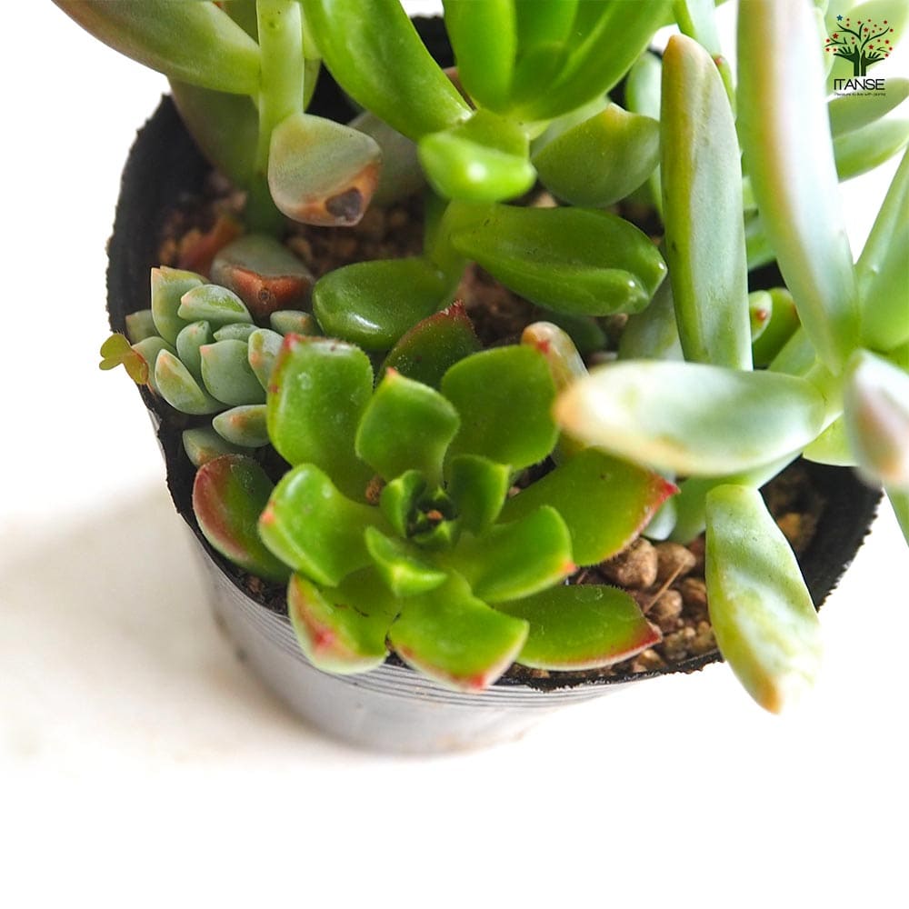 多肉植物 ミックス寄せ植え 【多肉植物 2.5号】｜ 【植物の