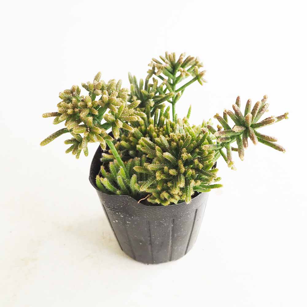 リプサリス プリスマティカ 【多肉植物 3号】