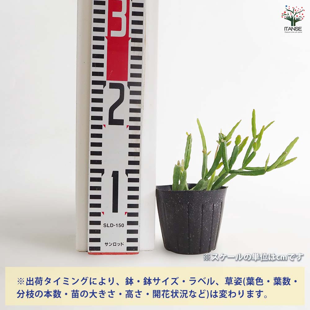 リプサリス ラウヒホラム 【多肉植物 3号】｜ 【植物のITANSE