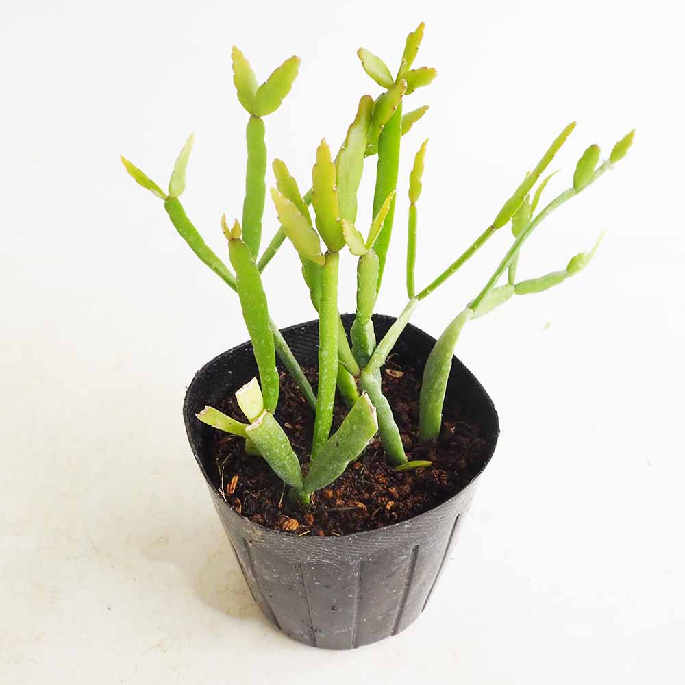 リプサリス ラウヒホラム 【多肉植物 3号】