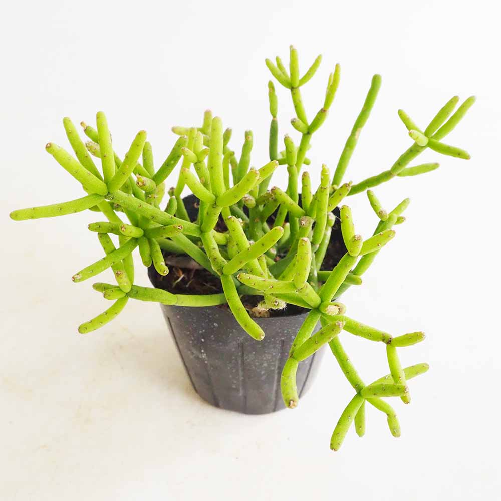 リプサリス ヘテロクラダ 【多肉植物 3号】