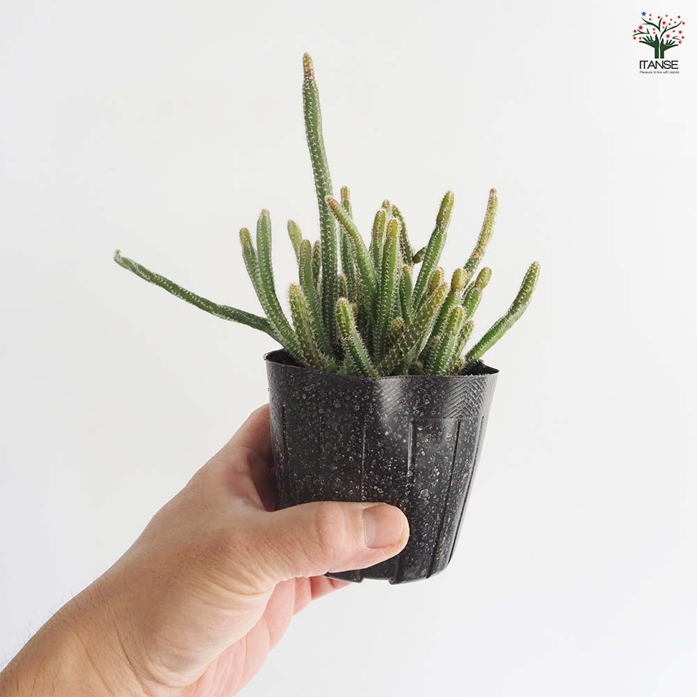リプサリス ホリダ 【多肉植物 3号】｜ 【植物のITANSE】全品