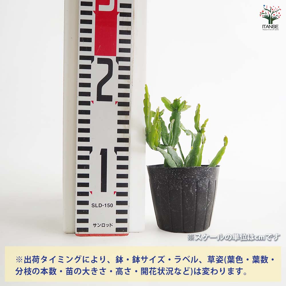 リプサリス 2品種同梱分 お買い得価格 リプサリス パラドクサ 