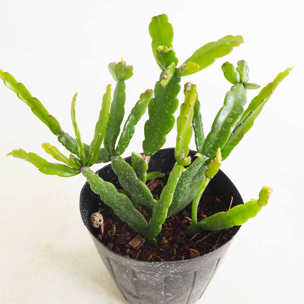 リプサリス ミクランサ 【多肉植物 3号】