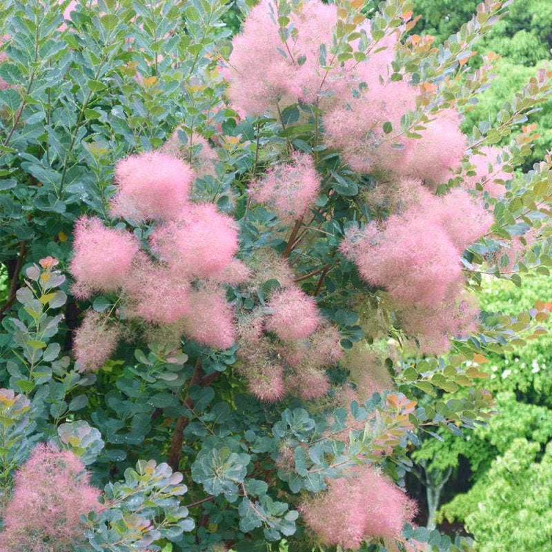 スモークツリー ベルベットクローク 【花木苗 6号／1個売り】｜ 【植物