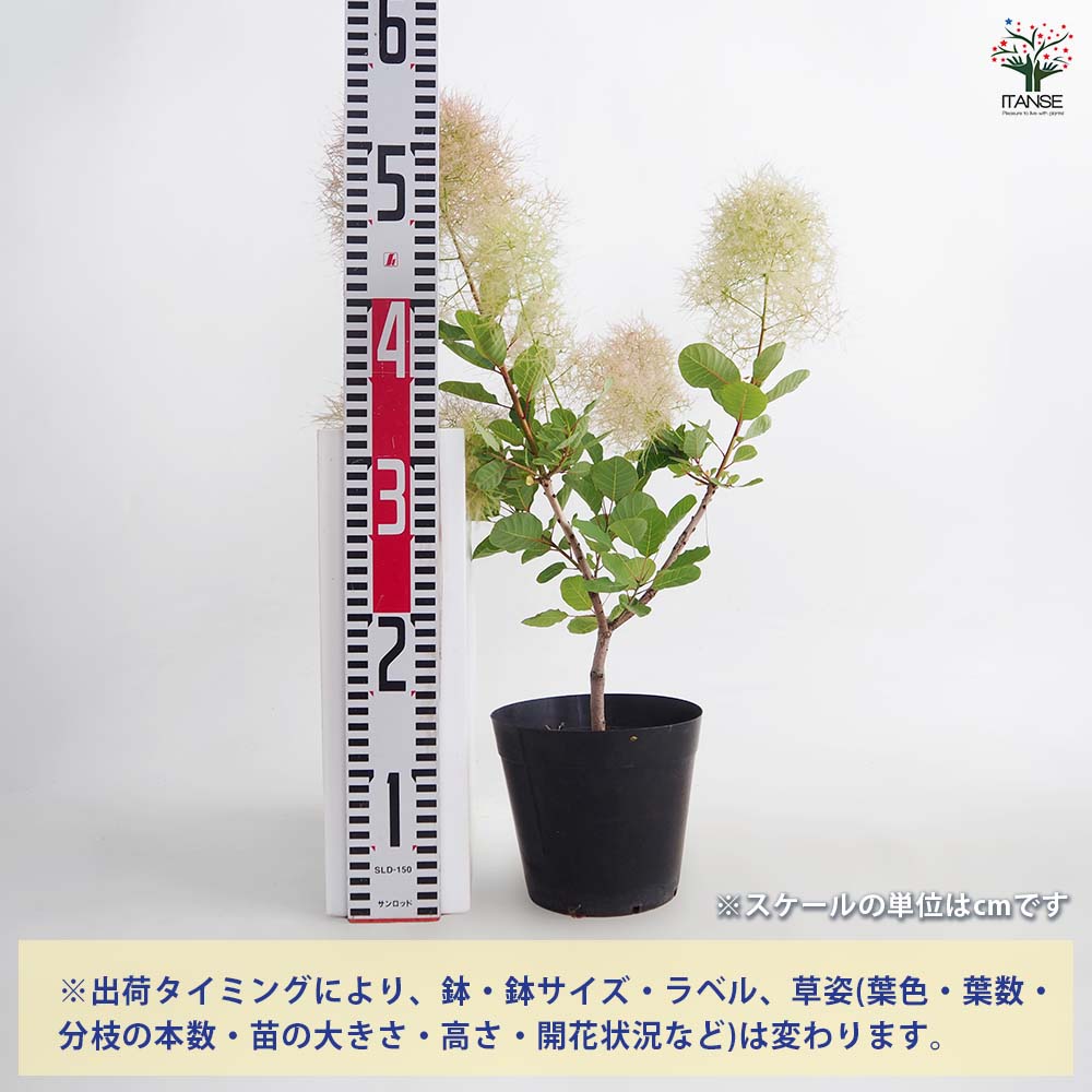 スモークツリー ピンクパール(グリーンボール) 【花木苗 5号／1個売り