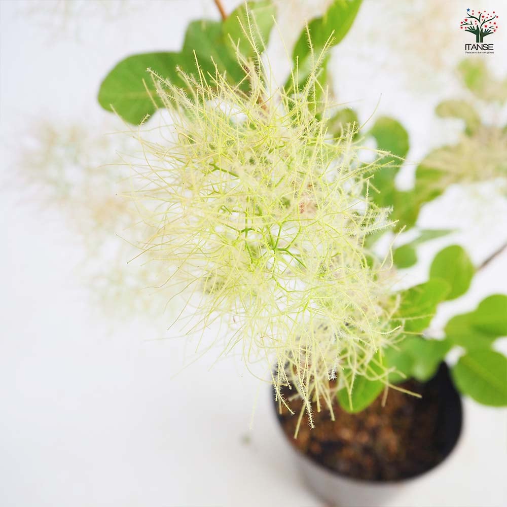 スモークツリー ピンクパール(グリーンボール) 【花木苗 5号／1個売り