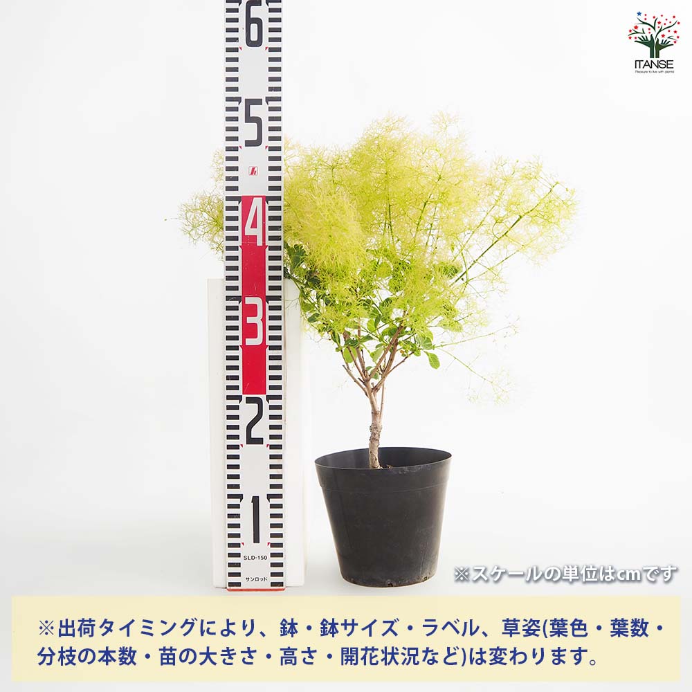 スモークツリー ピンクエンジェル 【花木苗 5号／1個売り】｜ 【植物の