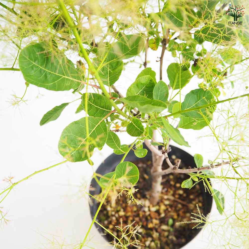 スモークツリー ピンクエンジェル 【花木苗 5号／1個売り】｜ 【植物の