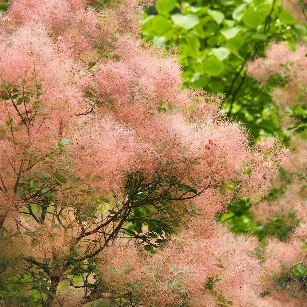 スモークツリー ピンクエンジェル 【花木苗 5号／1個売り】｜ 【植物の