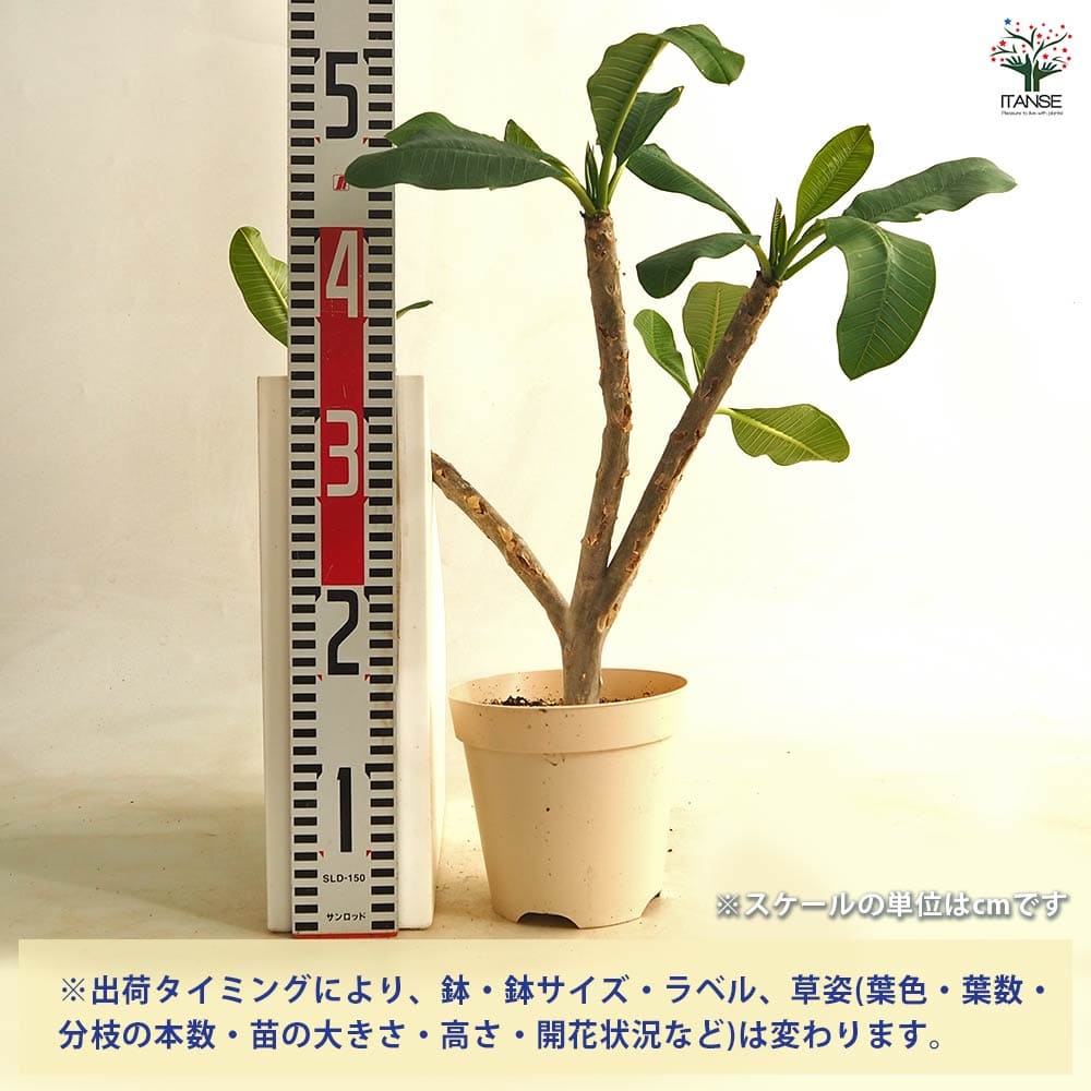 プルメリアの苗 ドルチェミーア 【花木苗 5号／1個売り】｜ 【植物の