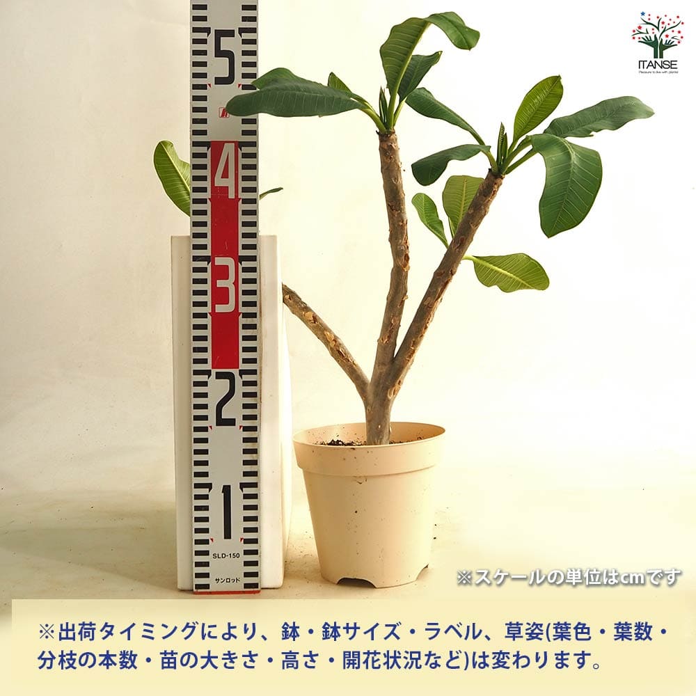 プルメリアの苗 カーディナル 【花木苗 5号／1個売り】｜ 【植物の