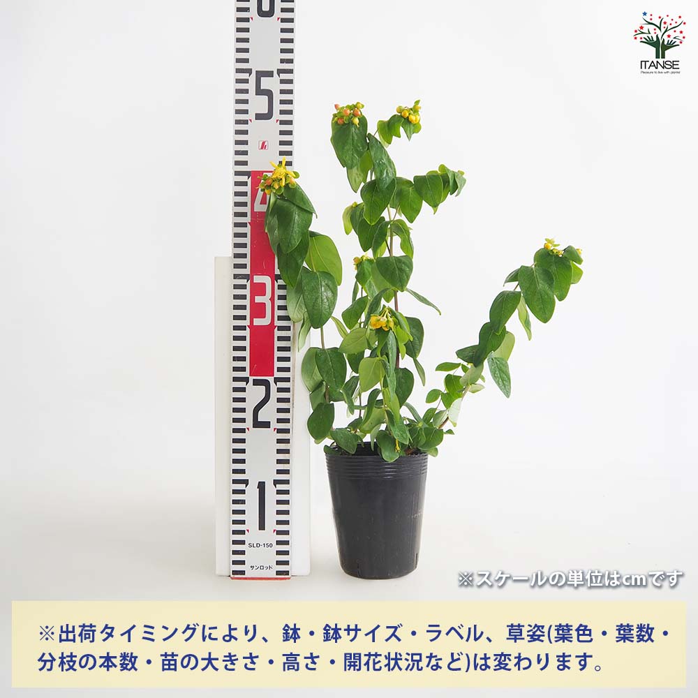 追加商品画像