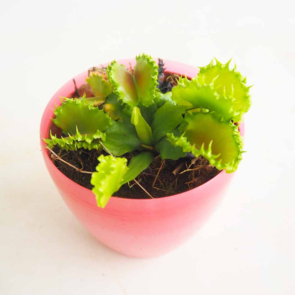 観葉植物｜【植物のITANSE】全品送料無料・即出荷!