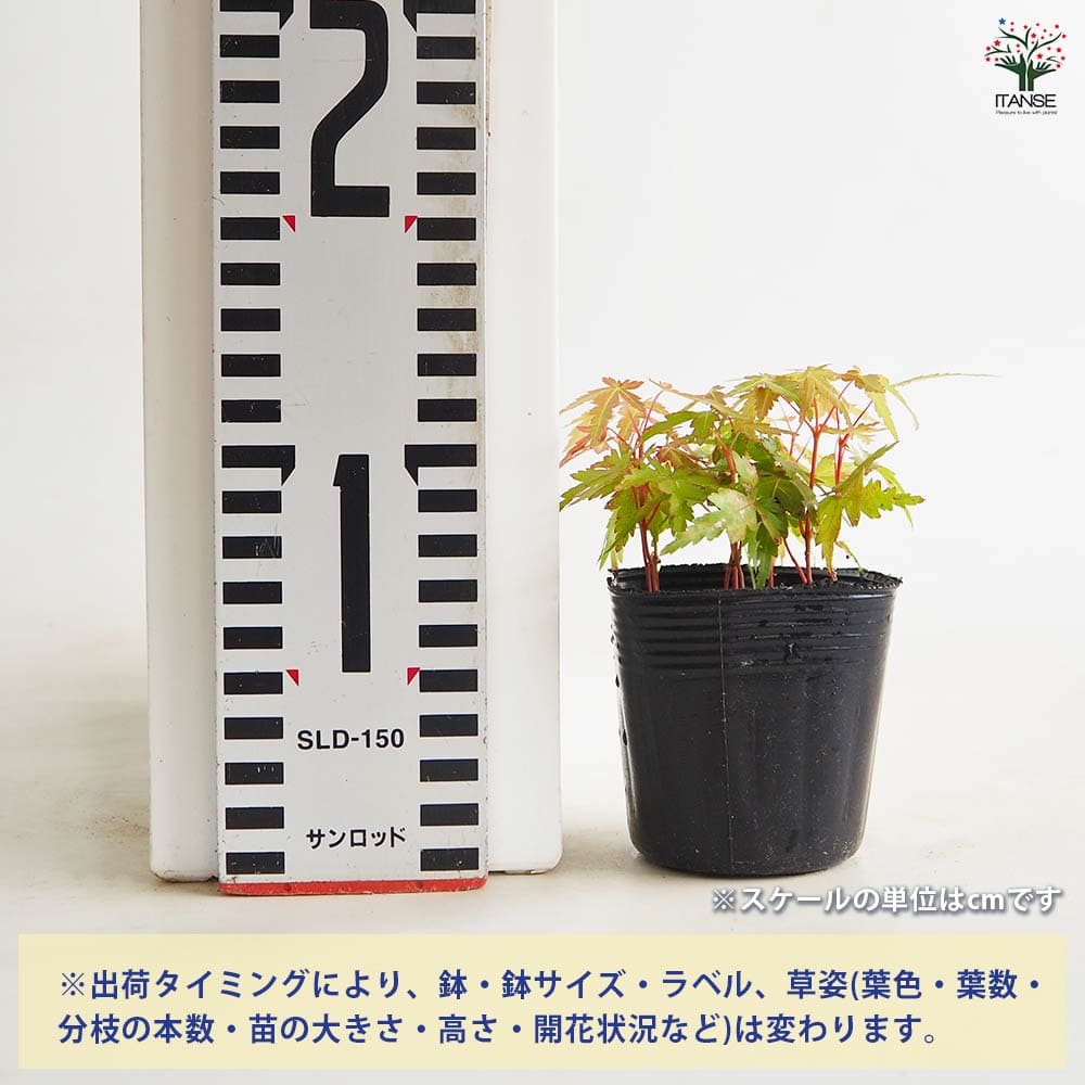 モミジ(カエデ)の苗木 珊瑚閣 【花木苗 2.5号】｜ 【植物の