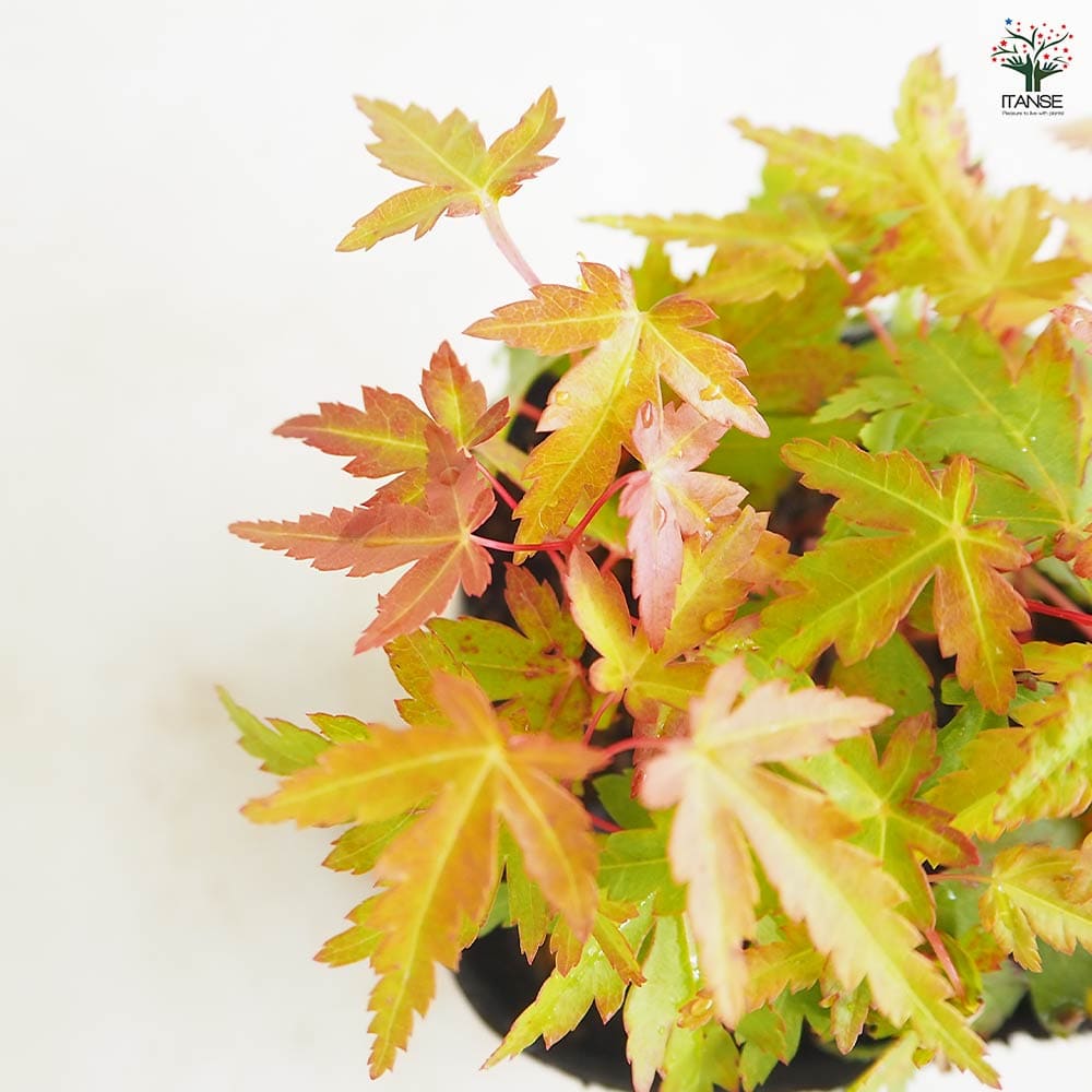 モミジ(カエデ)の苗木 珊瑚閣 【花木苗 2.5号】｜ 【植物の