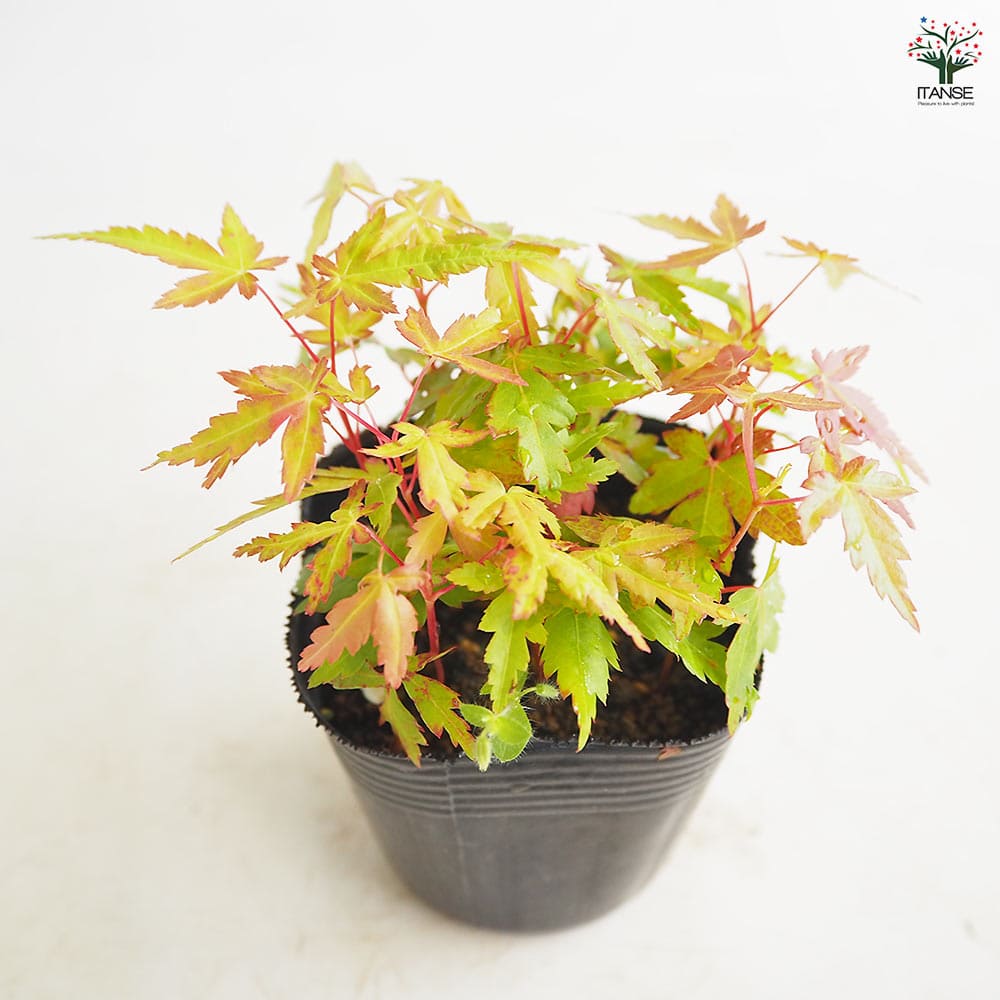 モミジ(カエデ)の苗木 珊瑚閣 【花木苗 2.5号】｜ 【植物の