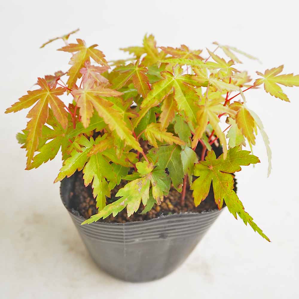 モミジ(カエデ)の苗木 珊瑚閣 【花木苗 2.5号】｜ 【植物の