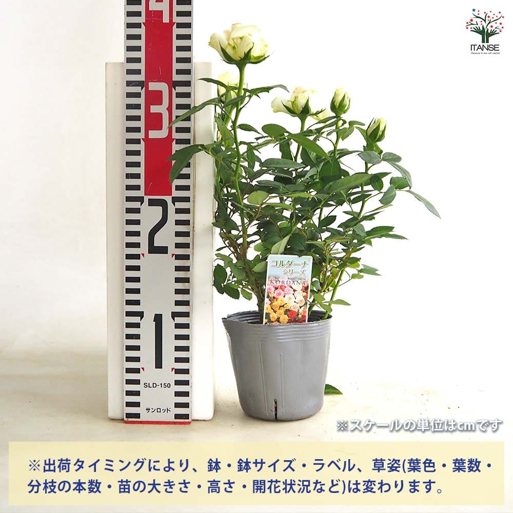 ミニ薔薇 パール 【花苗 3.5号】｜ 【植物のITANSE】全品送料