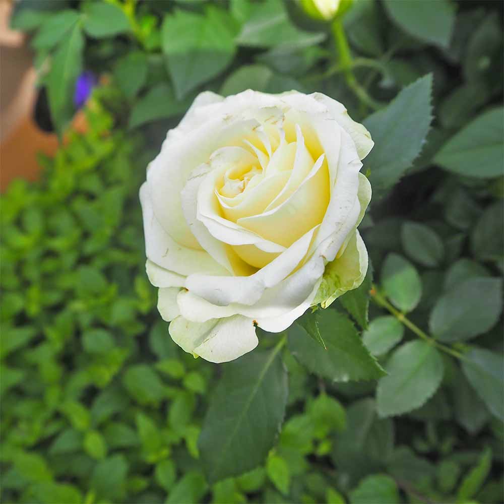 ミニ薔薇 パール 【花苗 3.5号】