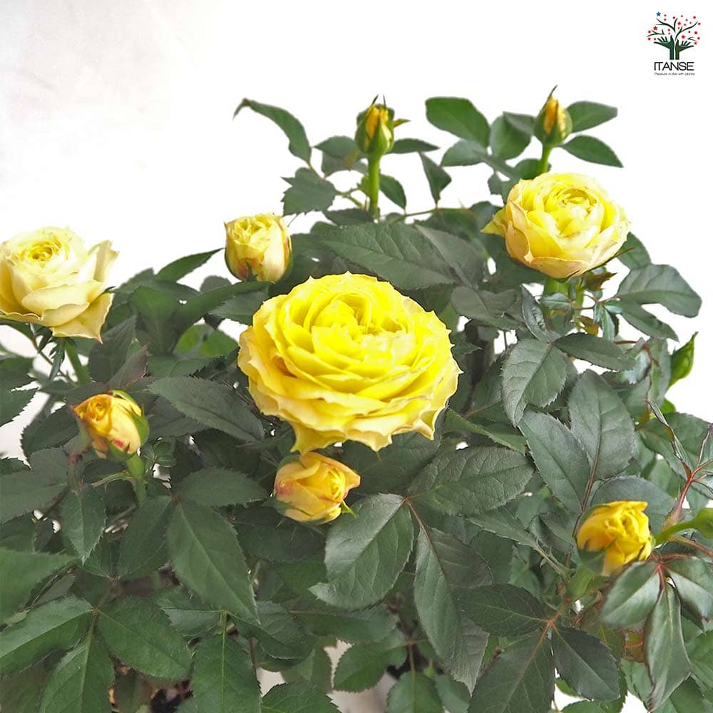 ミニ薔薇 サンスター 【花苗 3.5号】｜ 【植物のITANSE】全品