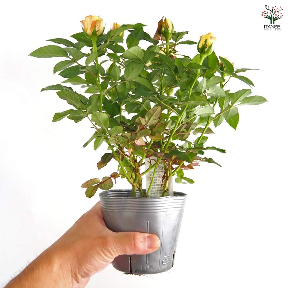 ミニ薔薇 サンスター 【花苗 3.5号】｜ 【植物のITANSE】全品