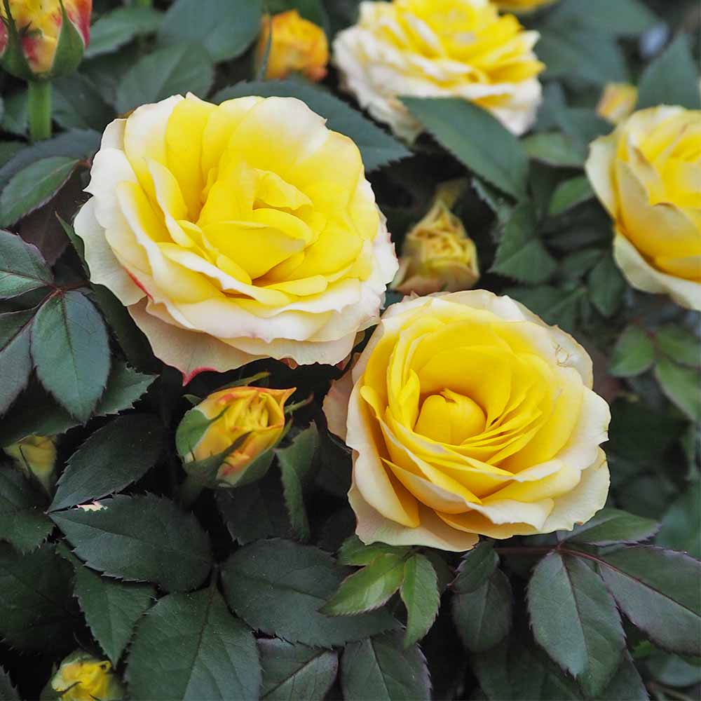 オーダー受付　黄薔薇　わんこ　ご予約ページ　1/4 ミニ薔薇 サンスター 【花苗 3.5号】｜ 【植物のITANSE】全品