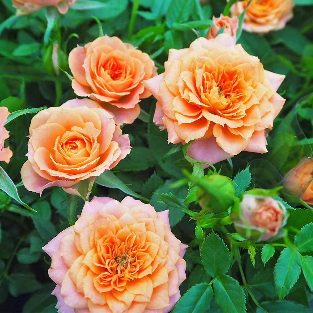 ミニ薔薇 オレンジルシンド 【花苗 3.5号】｜ 【植物のITANSE