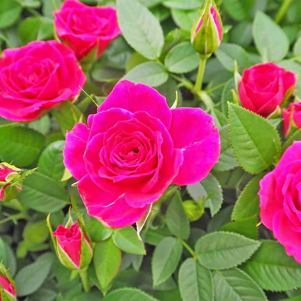ミニ薔薇 キセノン 【花苗 3.5号】