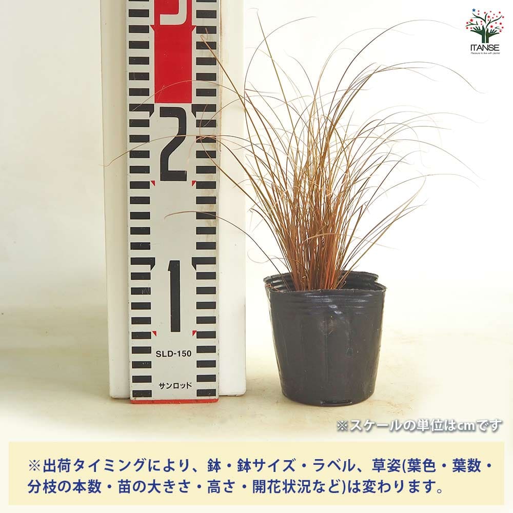 追加商品画像