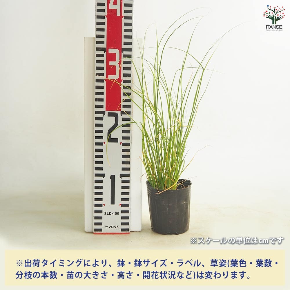 追加商品画像